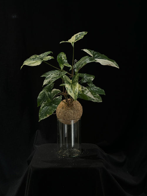 Kokedama di Syngonium 'Albo Variegatum' - dettaglio - KOI KOI Milano