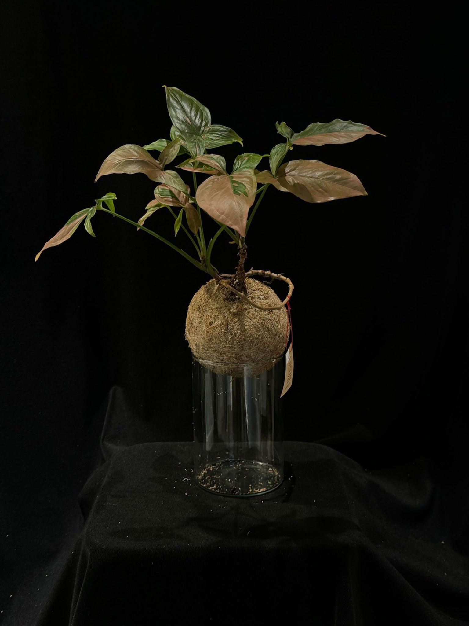 Kokedama di Syngonium 'Pink Splash' - Atelier KOI KOI Milano