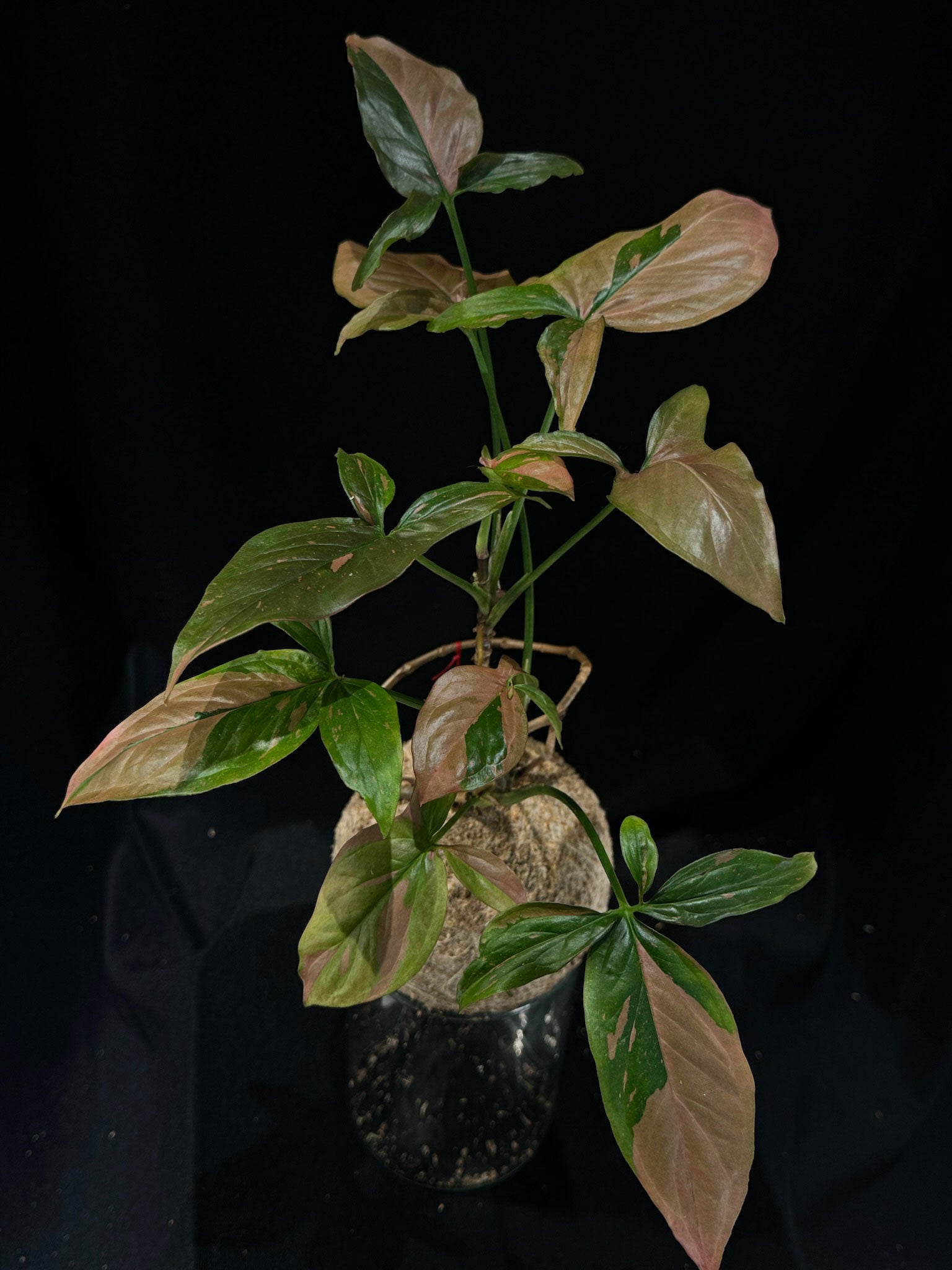 Kokedama di Syngonium 'Pink Splash' - dettaglio - KOI KOI Milano