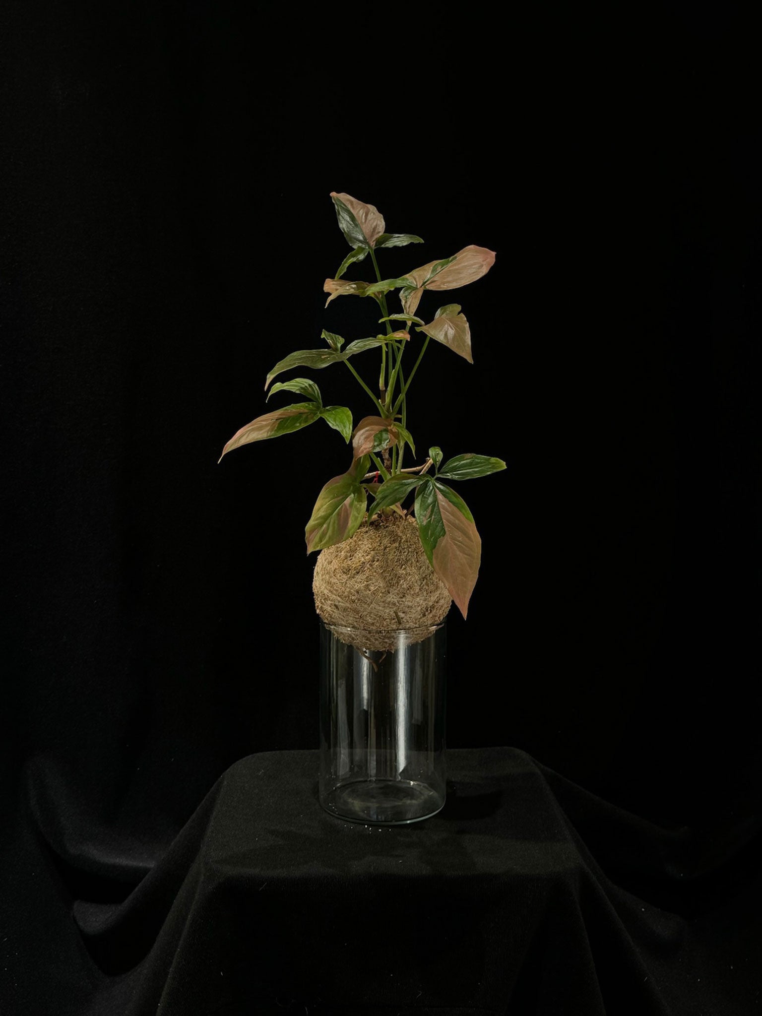 Kokedama di Syngonium 'Pink Splash' - dettaglio - KOI KOI Milano