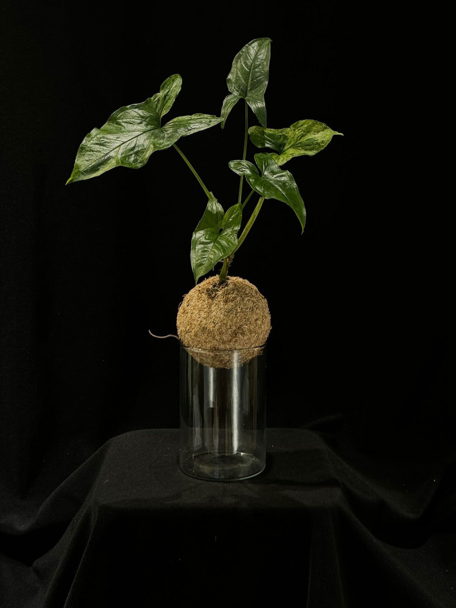 Kokedama di Syngonium podophyllum 'Mottled Mojito' - dettaglio - KOI KOI Milano