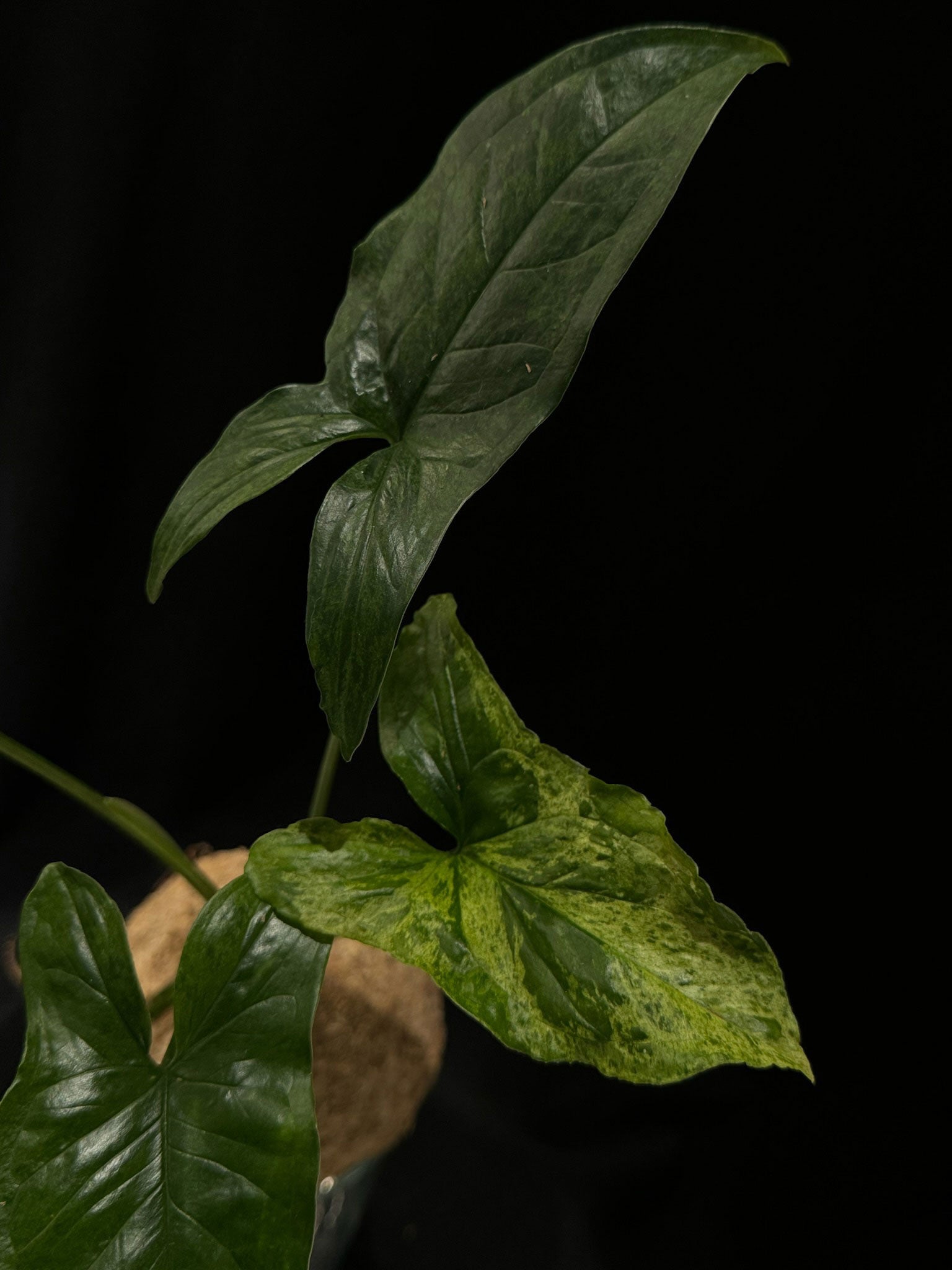 Kokedama di Syngonium podophyllum 'Mottled Mojito' - dettaglio - KOI KOI Milano