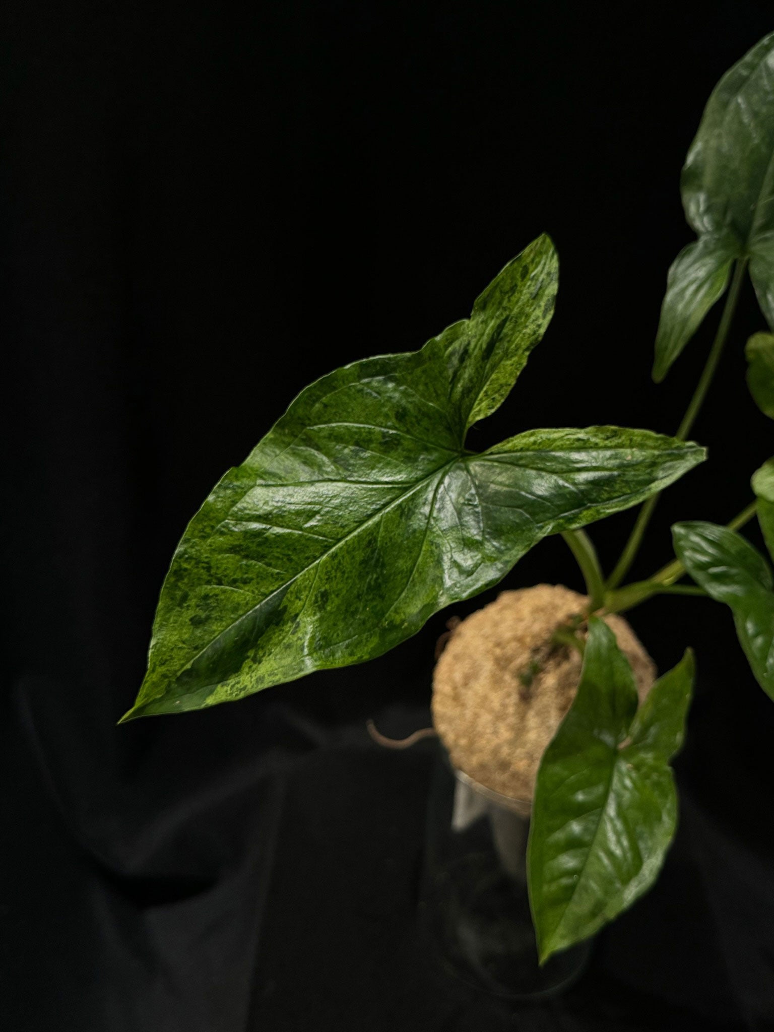 Kokedama di Syngonium podophyllum 'Mottled Mojito' - Atelier KOI KOI Milano