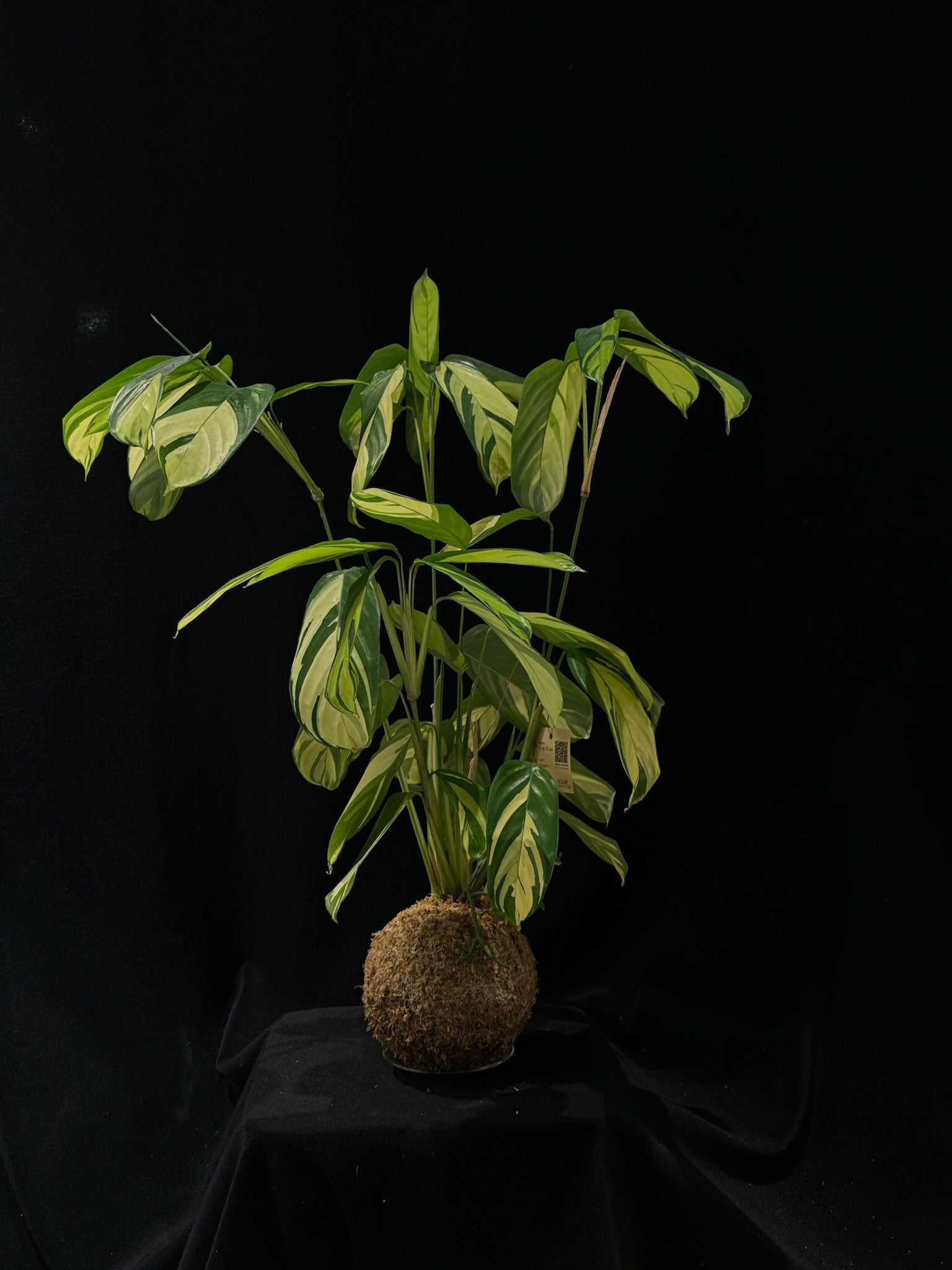 Kokedama di Ctenanthe lubbersiana 'Golden Mosaic' - Atelier KOI KOI Milano