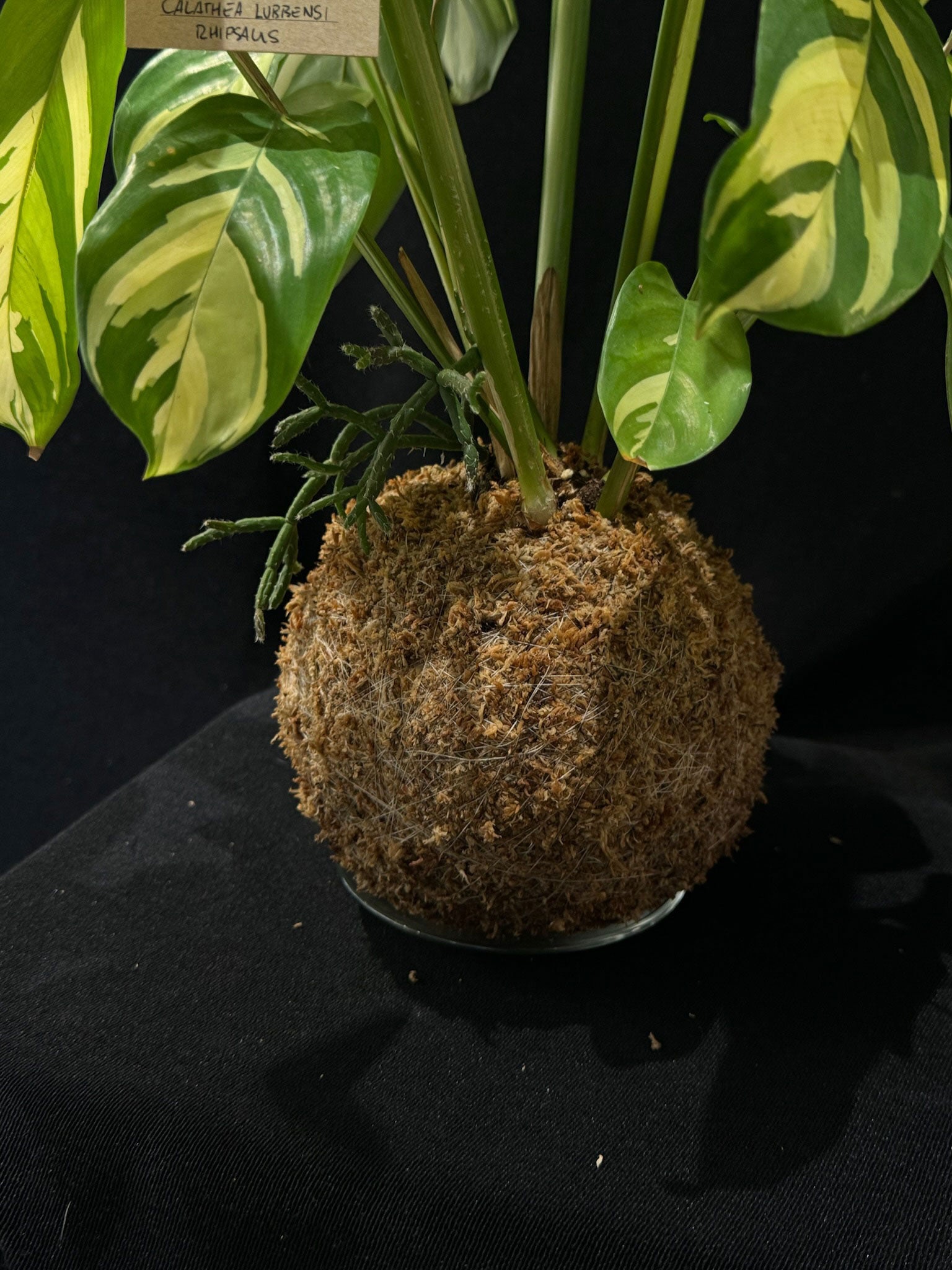 Kokedama di Ctenanthe lubbersiana 'Golden Mosaic' - dettaglio - KOI KOI Milano
