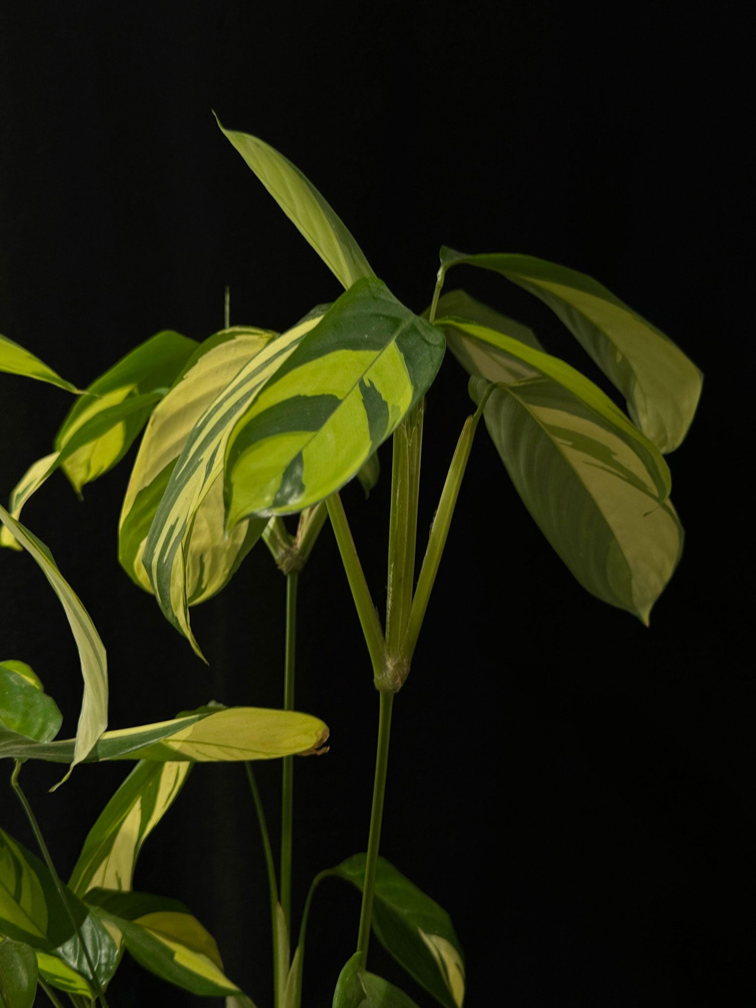 Kokedama di Ctenanthe lubbersiana 'Golden Mosaic' - dettaglio - KOI KOI Milano