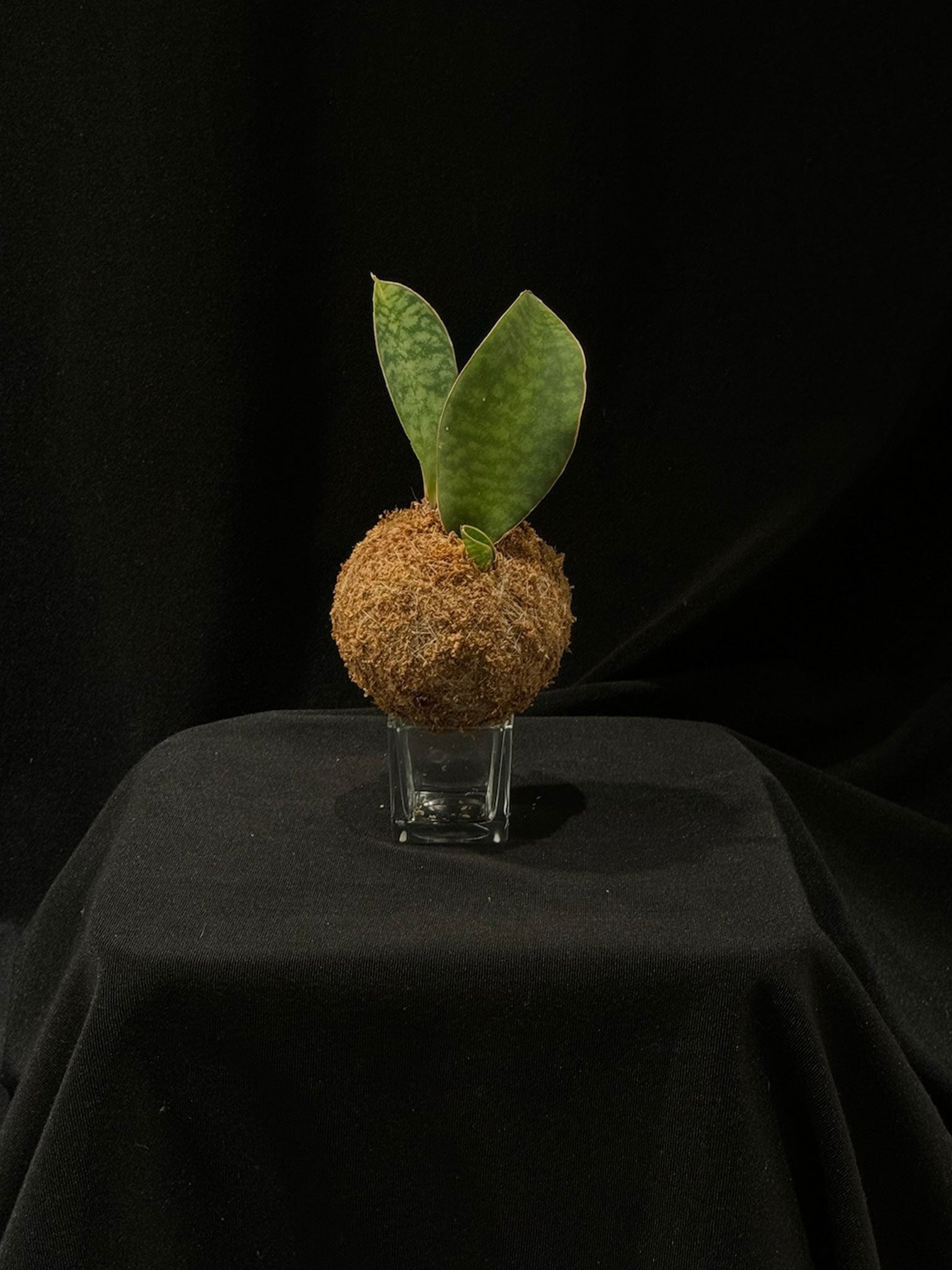 Kokedama di Sansevieria masoniana 'Victoria' - Atelier KOI KOI Milano