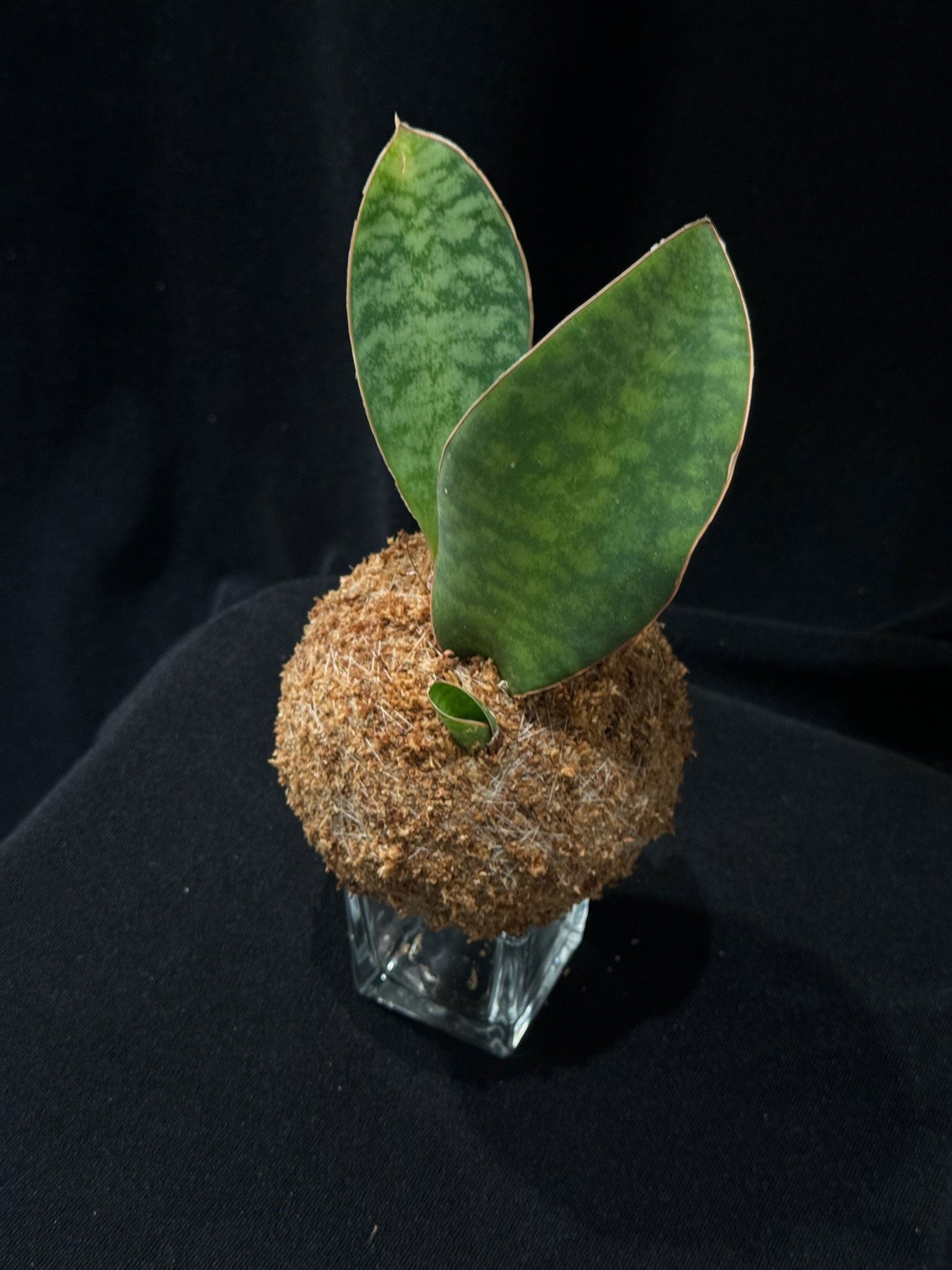 Kokedama di Sansevieria masoniana 'Victoria' - dettaglio - KOI KOI Milano
