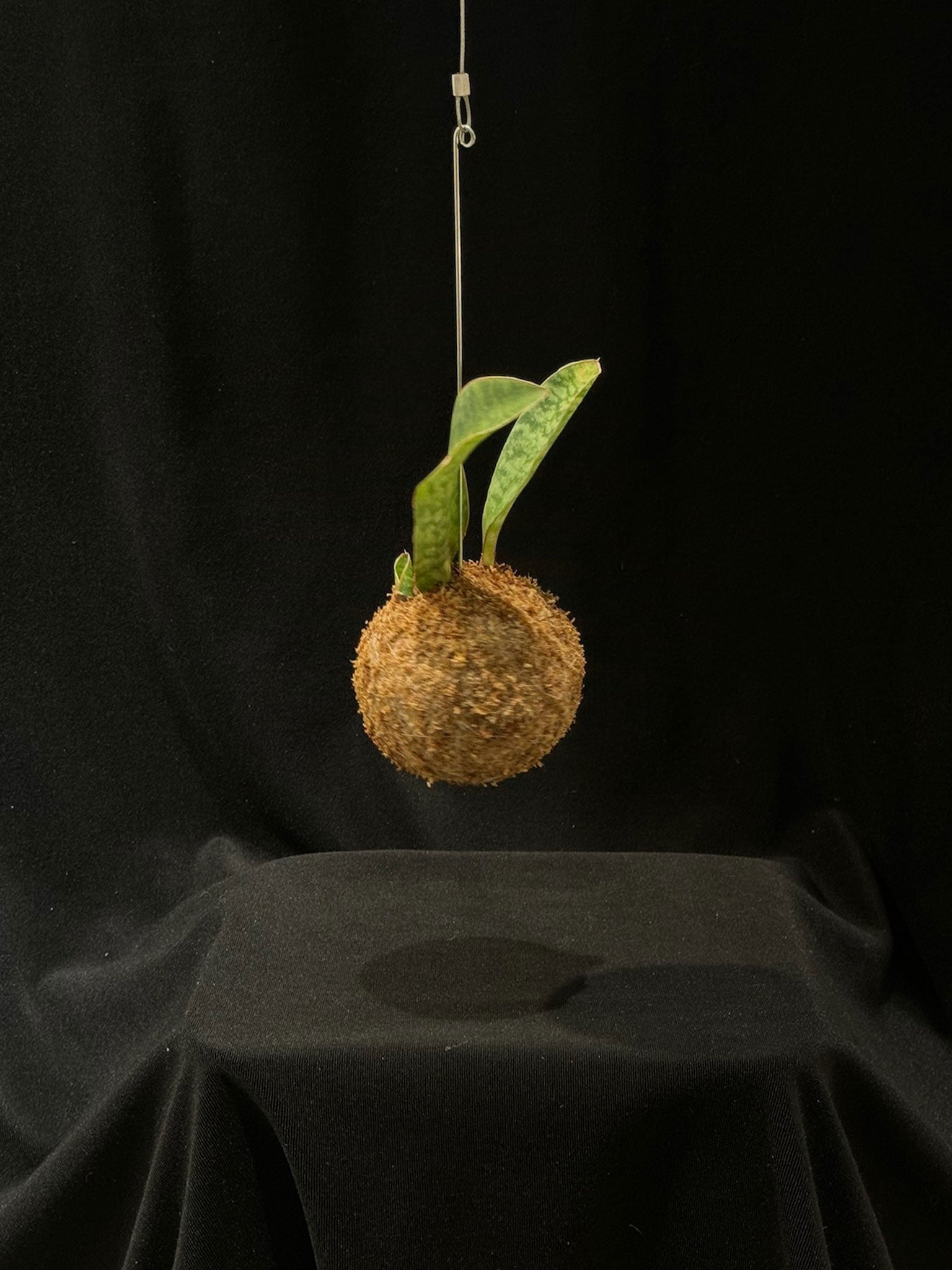 Kokedama di Sansevieria masoniana 'Victoria' - dettaglio - KOI KOI Milano