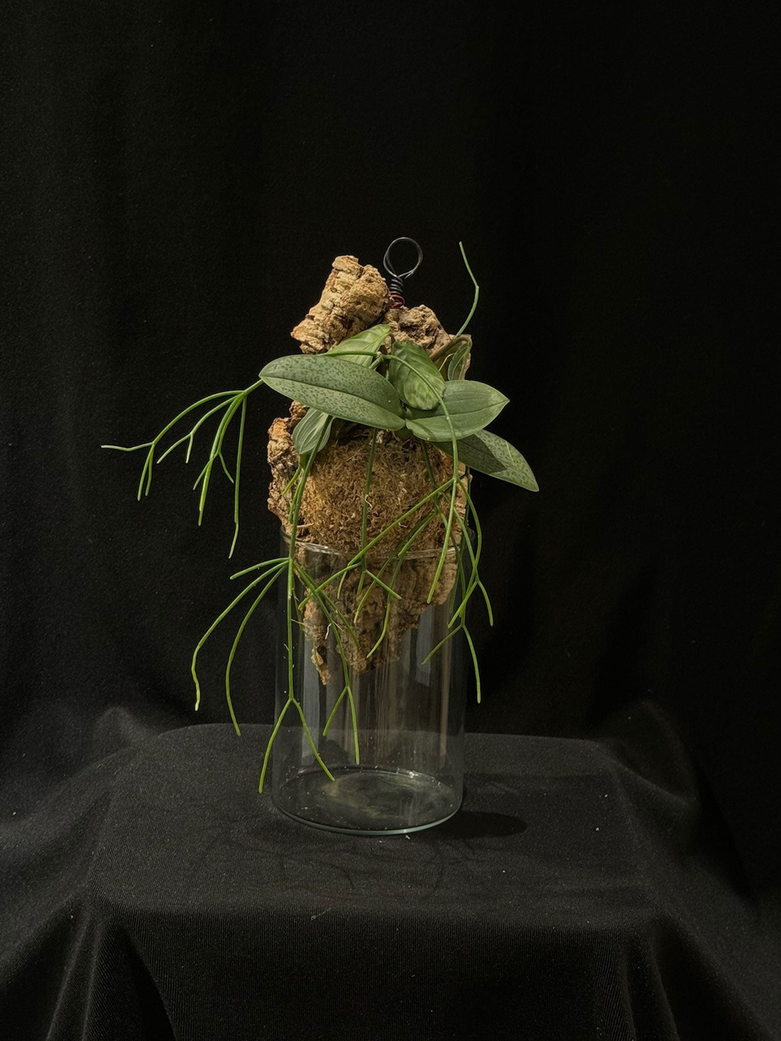 Zattera botanica con Phalaenopsis mix - dettaglio - KOI KOI Milano