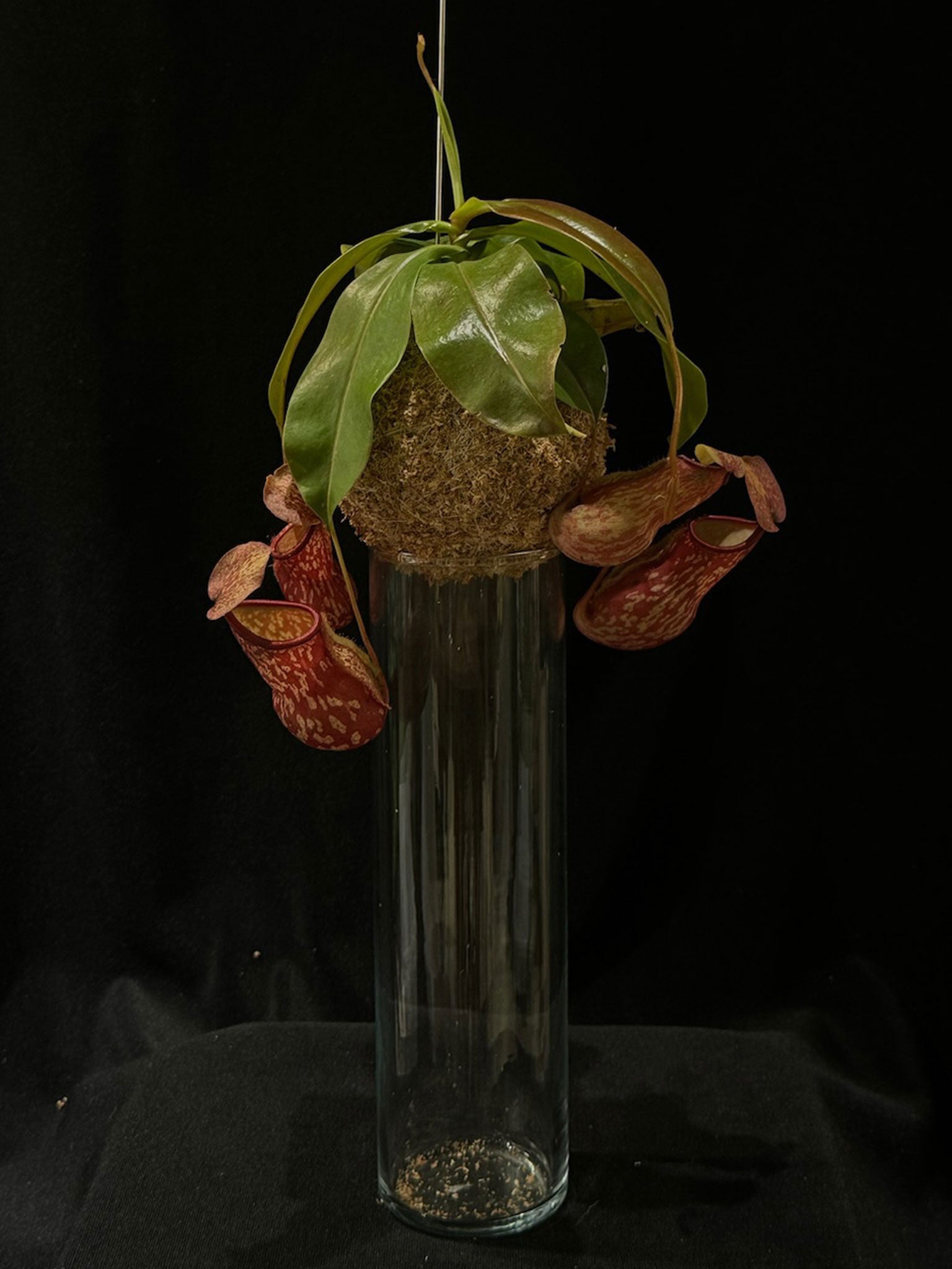 Kokedama di Nepenthes 'Gaya' - dettaglio - KOI KOI Milano