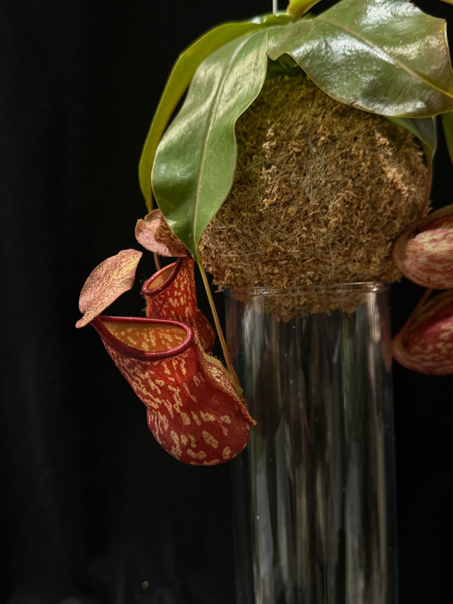 Kokedama di Nepenthes 'Gaya' - dettaglio - KOI KOI Milano
