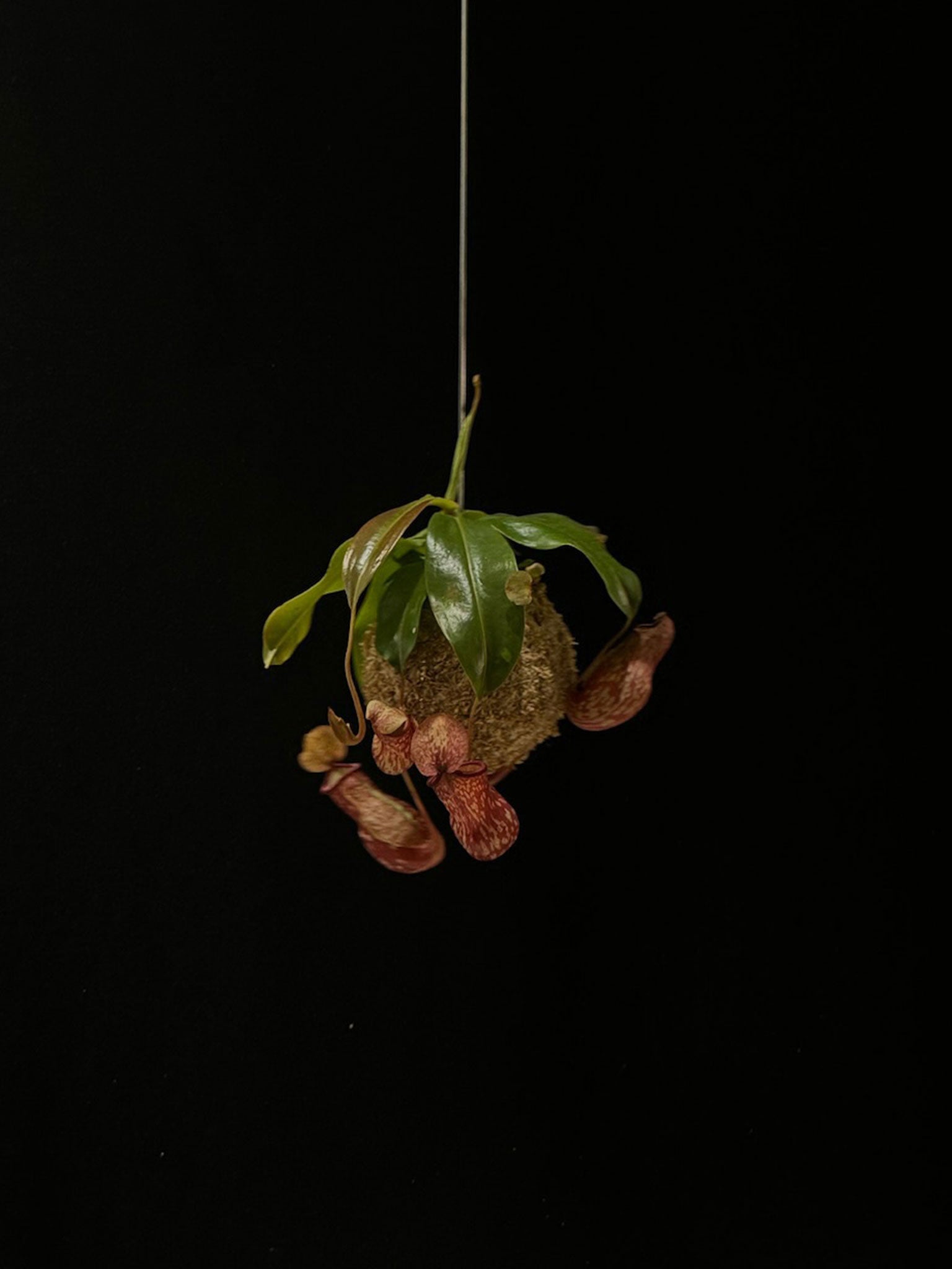 Kokedama di Nepenthes 'Gaya' - Atelier KOI KOI Milano