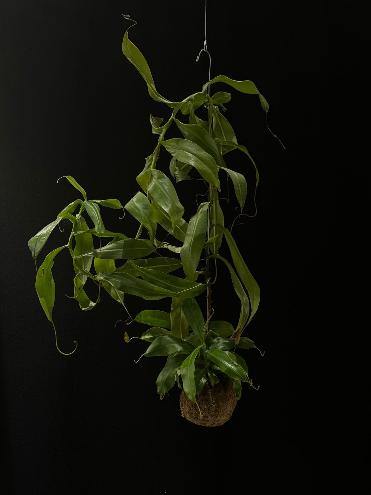 Kokedama di Nepenthes 'Gaya' - Atelier KOI KOI Milano
