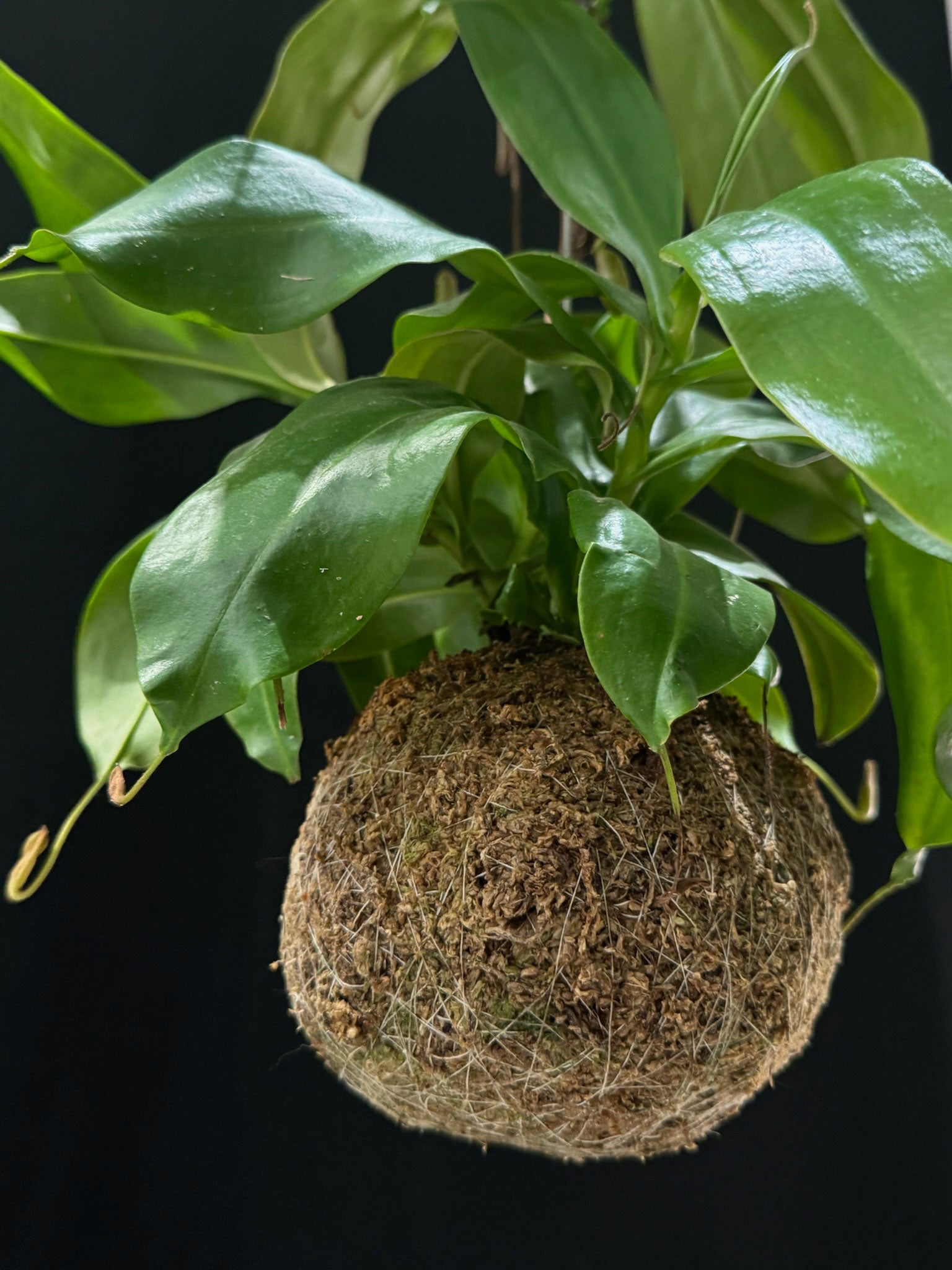 Kokedama di Nepenthes 'Gaya' - dettaglio - KOI KOI Milano