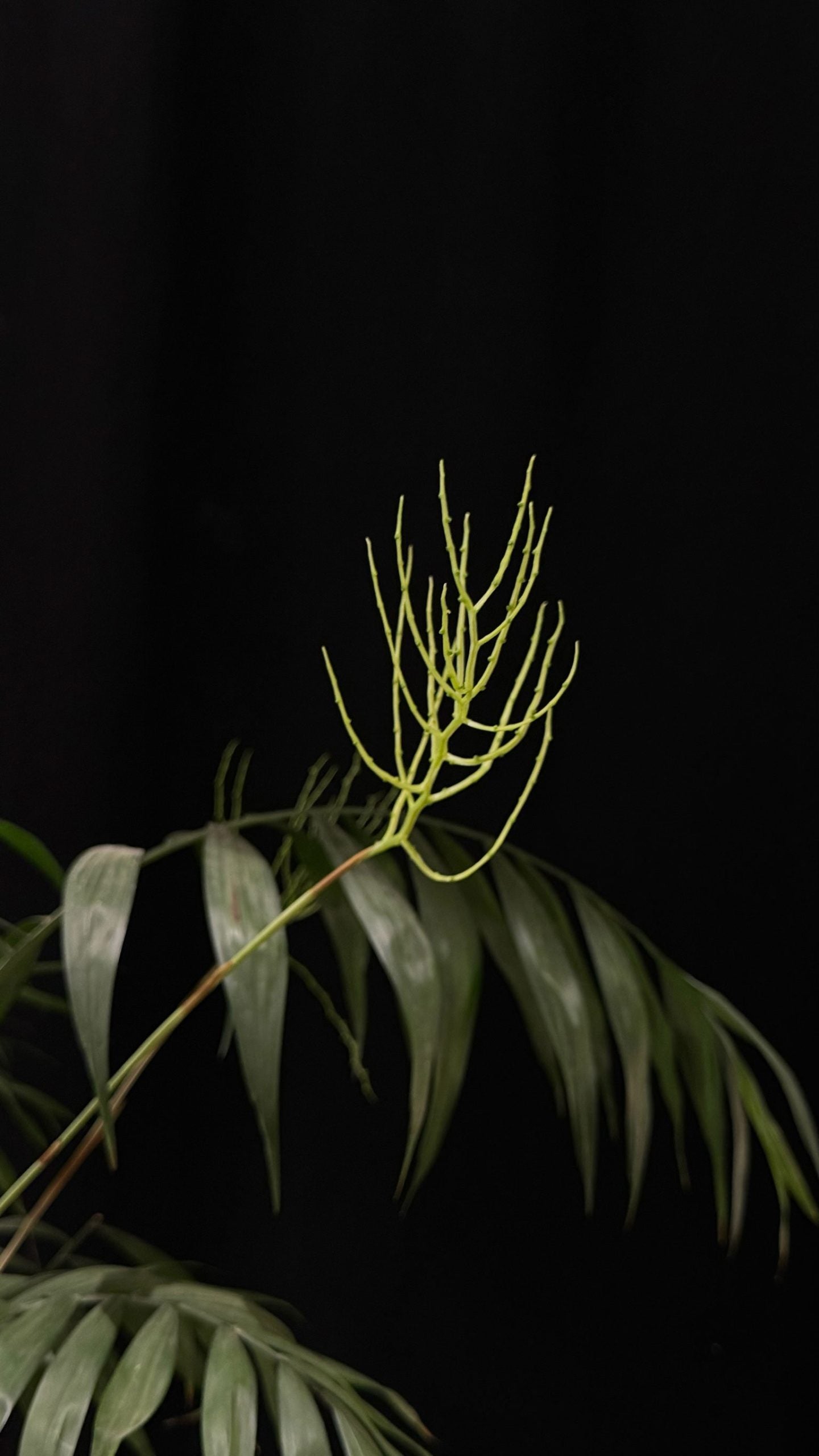 Kokedama di Chamaedorea elegans - dettaglio - KOI KOI Milano