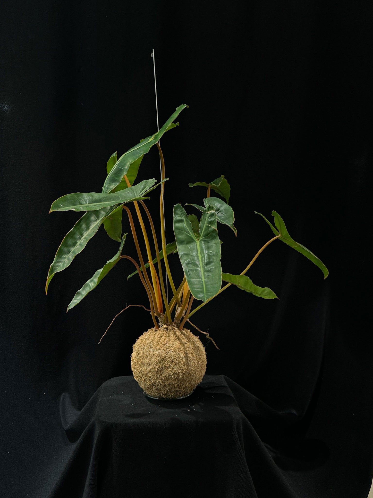 Kokedama di Philodendron billietiae - Atelier KOI KOI Milano