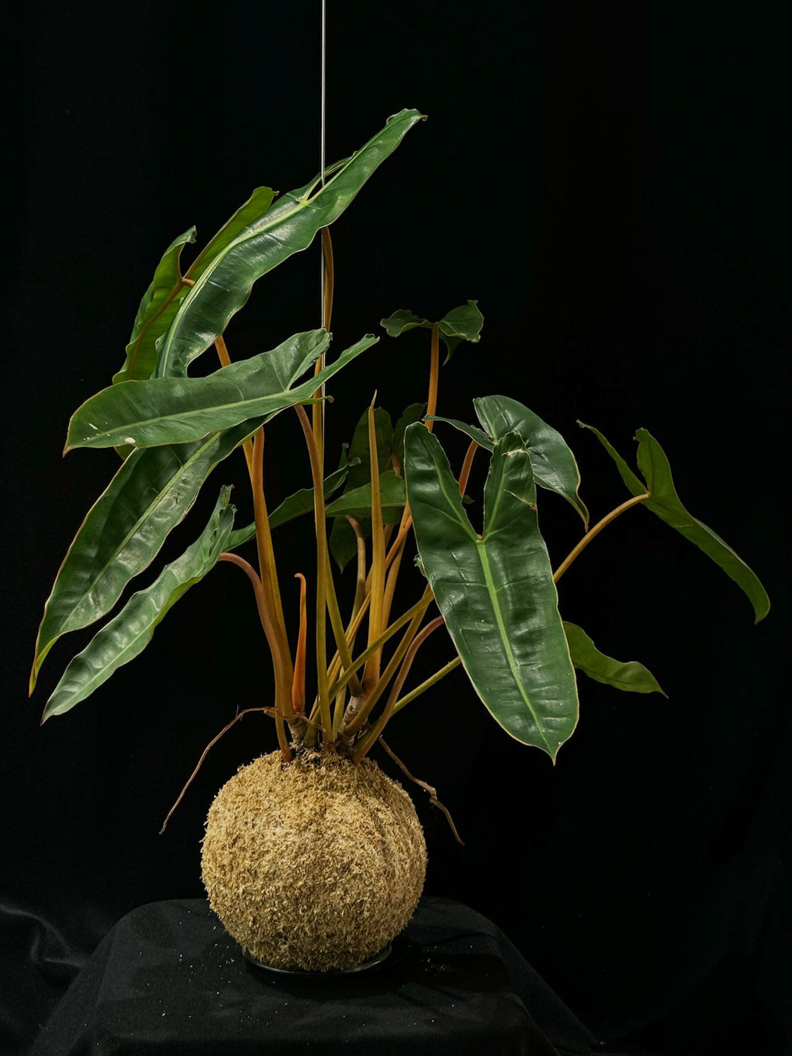 Kokedama di Philodendron billietiae - dettaglio - KOI KOI Milano