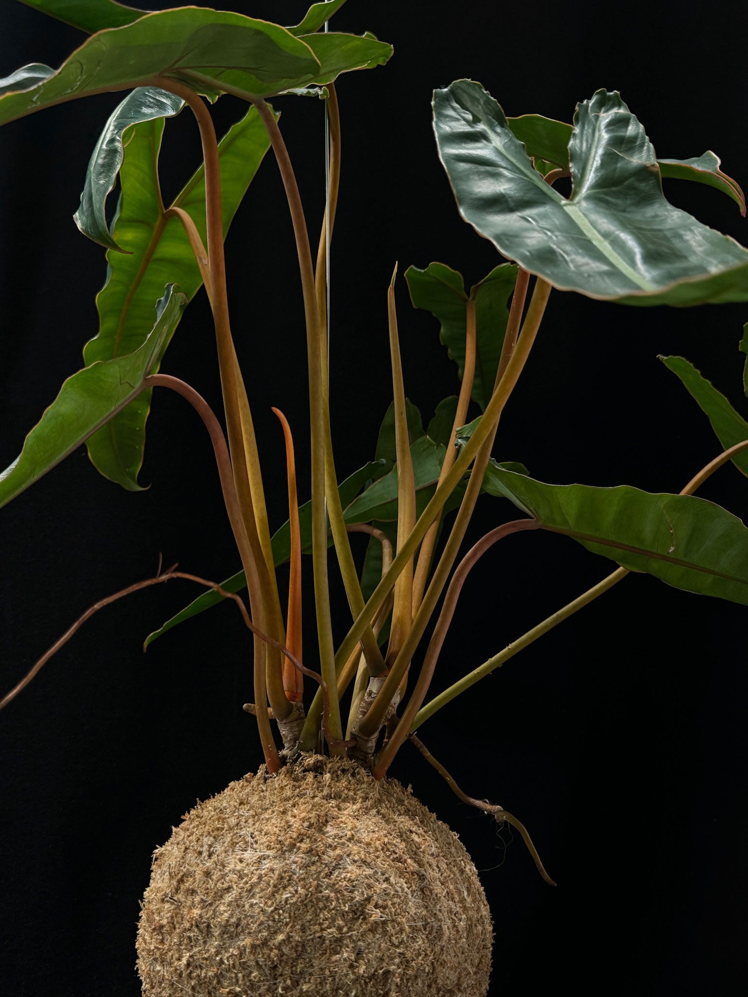 Kokedama di Philodendron billietiae - dettaglio - KOI KOI Milano