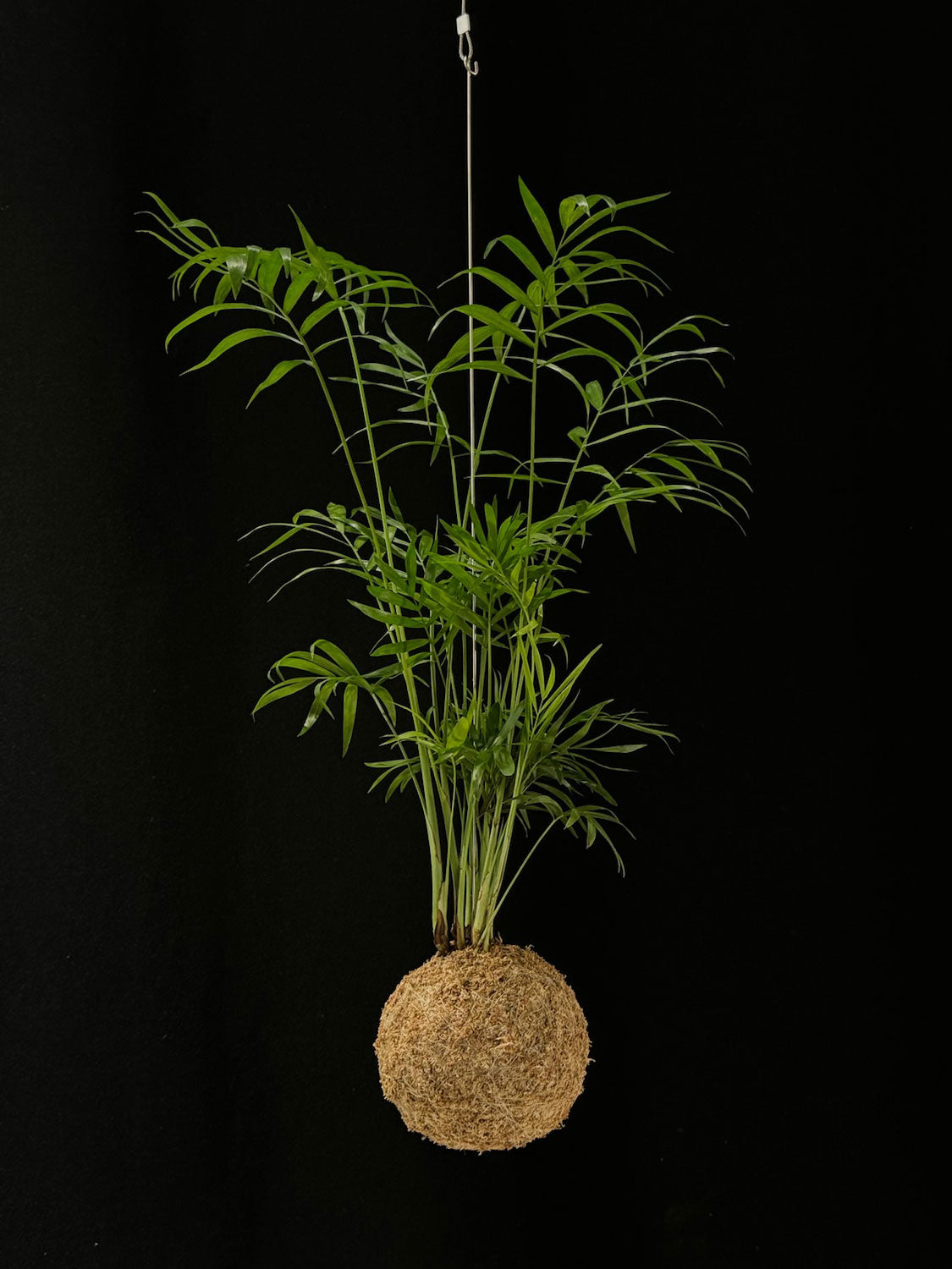Kokedama di Chamaedorea elegans - dettaglio - KOI KOI Milano