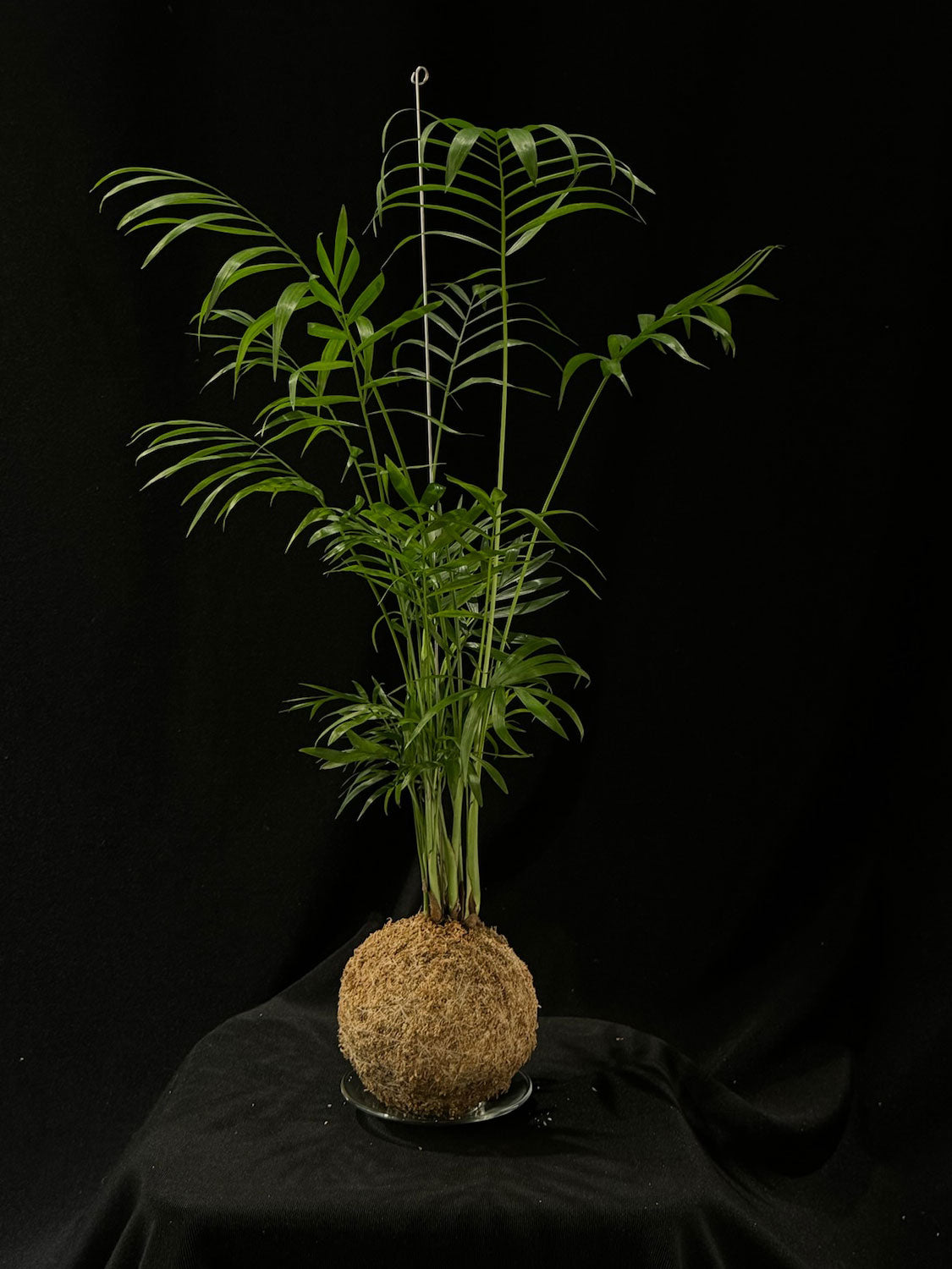 Kokedama di Chamaedorea elegans - dettaglio - KOI KOI Milano