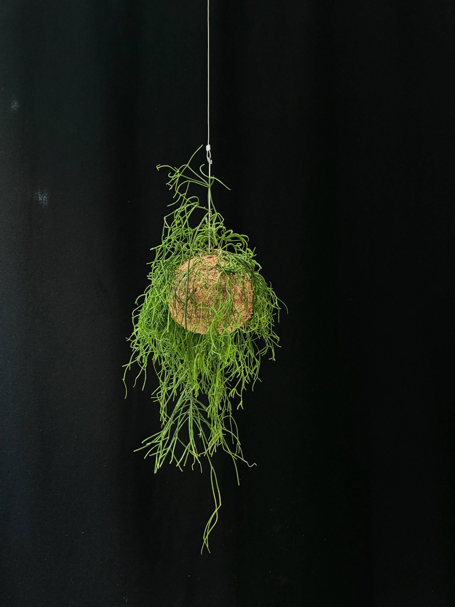 Kokedama di Rhipsalis baccifera 'Oasis' - dettaglio - KOI KOI Milano