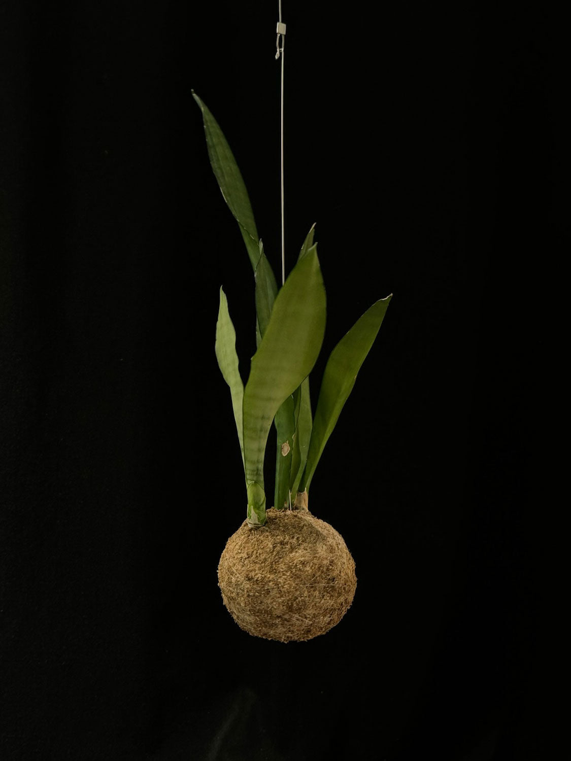 Kokedama di Sansevieria trifasciata 'Moonshine' - dettaglio - KOI KOI Milano