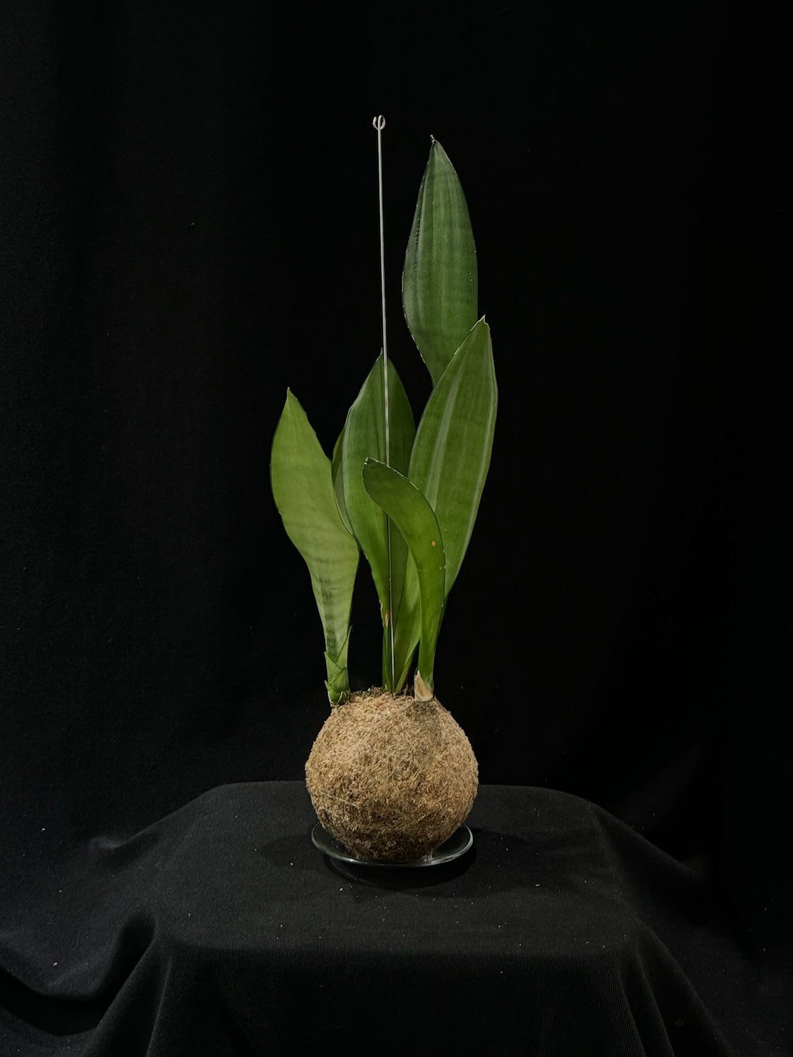 Kokedama di Sansevieria trifasciata 'Moonshine' - Atelier KOI KOI Milano
