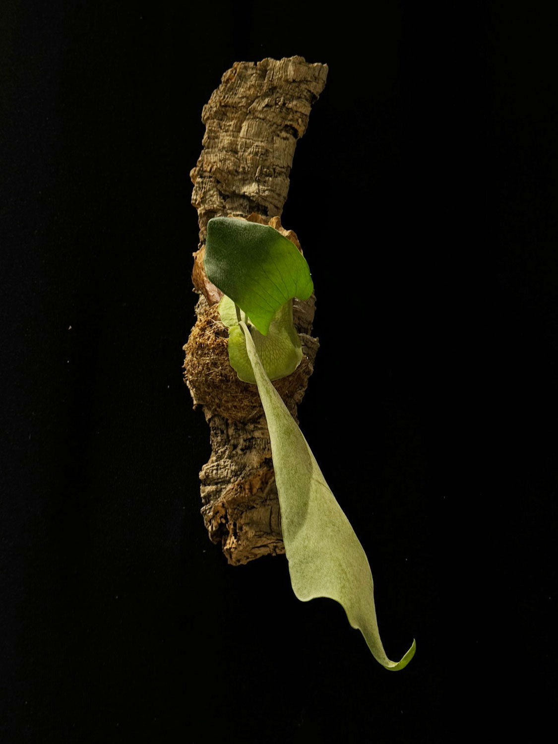 Zattera botanica con Platycerium bifurcatum - dettaglio - KOI KOI Milano