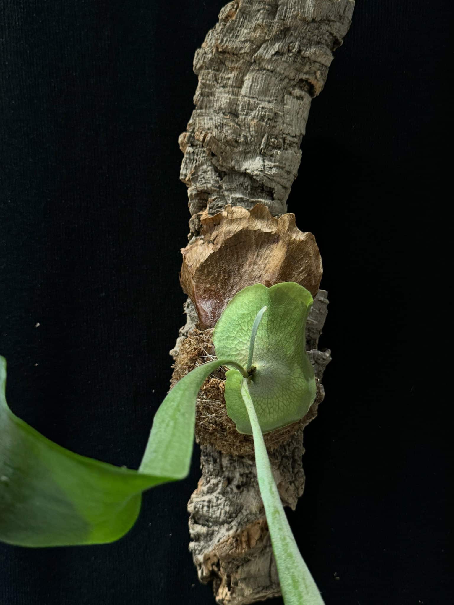 Zattera botanica con Platycerium bifurcatum - dettaglio - KOI KOI Milano
