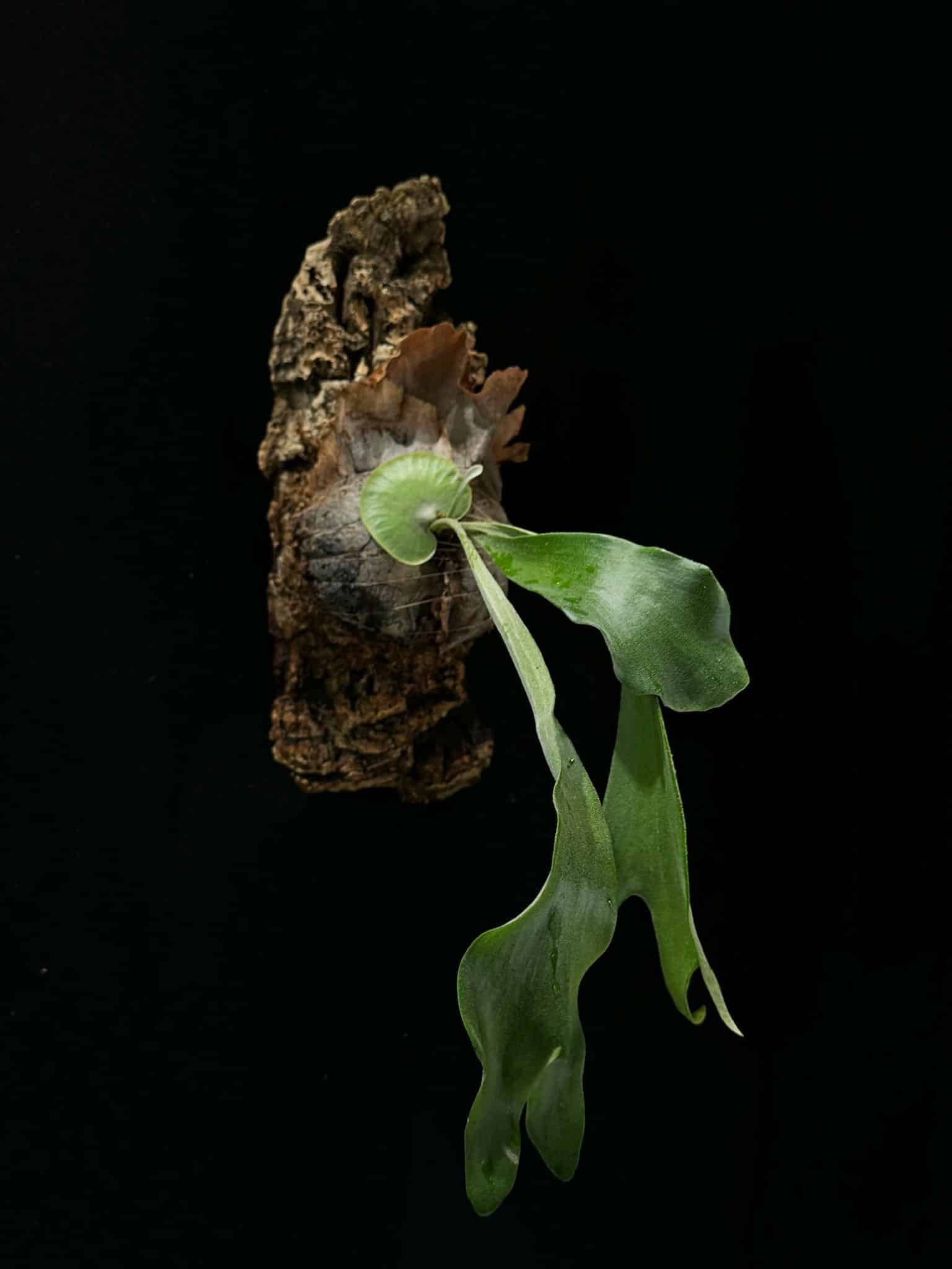 Zattera botanica con Platycerium bifurcatum - dettaglio - KOI KOI Milano